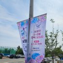 죽장두마마을 | 2025년 장생포 고래마을 수국축제 6월 6일 개화현황 지금은 라벤더 뜰 구경 타이밍