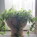 꽃보다김밥 이미지