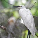 광천초교 이미지