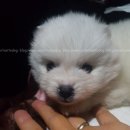 루이펫독 이미지