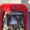 안면도덤앤더머 이미지