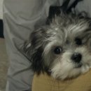 목날 | 날씨가 따뜻해져서 돌아왔습니다🌼 오랜만에 유리의 일상입니당