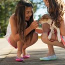 스타 반려견 교육센터 이미지