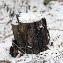 그루터기 이미지