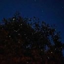 반딧불 프리미엄 이미지