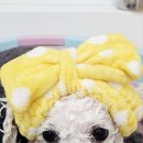 이든펫스파 네이버블로그