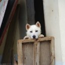 복슬 강아지 이미지