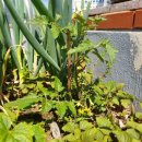 은진약국 이미지