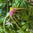 우빈농장 | 농라 우빈이네농장 섬초 2kg 후기