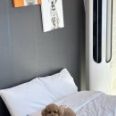포항시남구37 | 포항 1박2일 여행 후기 애견동반글램핑 포항 펫글램핑 일출 호미곶 러닝 일본가옥거리