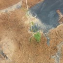 마정농장 이미지