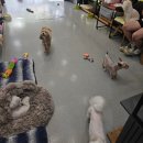 도그스퀘어 | 수원 애견미용 '도그스퀘어' 감동받은 후기