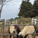 오름 | 제주도 서쪽 금오름 금악오름 후기