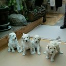 양평특수견 이미지