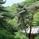 연복사탑중창비 | 연복사탑중창비 방문 후기: 한적한 숲속에서의 명상