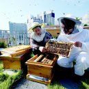 서울 도시양봉, 꿀도 따고 친환경 유해물질 검사에서도 적합 이미지