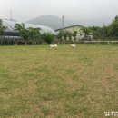 젤리도그 이미지