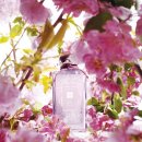 플럼블라썸(Plum Blossom) 이미지