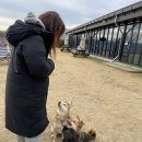 은봉애견 | 청주 근교 진천 강아지 대관운동장 애견운동장 고고독 을 삼둥이들과 함께 갔어요