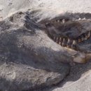 바다모은 이미지