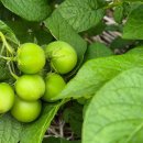 나누리농원 이미지