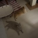 동방두부마을 | 4일 자유 여행 1탄 | 맛집 차지밀크티 중국필수어플 메이투안 사용후기(와이탄, 우캉맨션, 동방명주 야경)