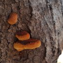 황금버섯 이미지