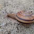 그리올라 이미지