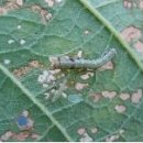 용안농약사 이미지