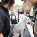 영천애견미용 이미지