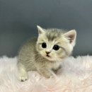 튼튼건강샵
