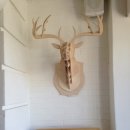 에반스 힐 이미지