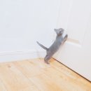 토리엔모리 이미지