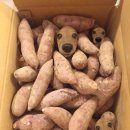 고구마짐 네이버블로그