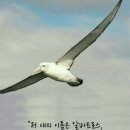 알바트로스 이미지