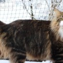 블루드라이어드 이미지