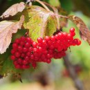 평창들꽃 이미지