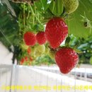 소매농장 이미지