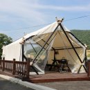 대관령로뎀나무 이미지