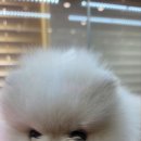 더케이펫 강아지분양 이미지