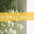 빵귤맨숀 이미지