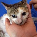 라임고양이 이미지