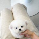 미니도그 | 구리강아지분양 어디가 좋을까? 예쁜 미니비숑분양은 도그캐슬!