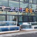 싱싱코리아