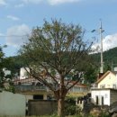 주목나무펜션 이미지