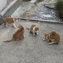 마리나약국 | 종로 온유약국 맥스 콘드로이틴1200 구매후기 가격 :: 부모님 퇴행성관절염 선물로 선택한 이유