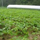 영자농장 이미지