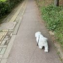 뽀송 펫 살롱 이미지