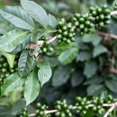 당하농장 이미지