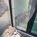 진영건설 | 내돈내산] 말라뮤트 설란이의 아찔했던 방충망 파손, '김해 나이스 샷시'로 완벽 해결한 솔직 후기!